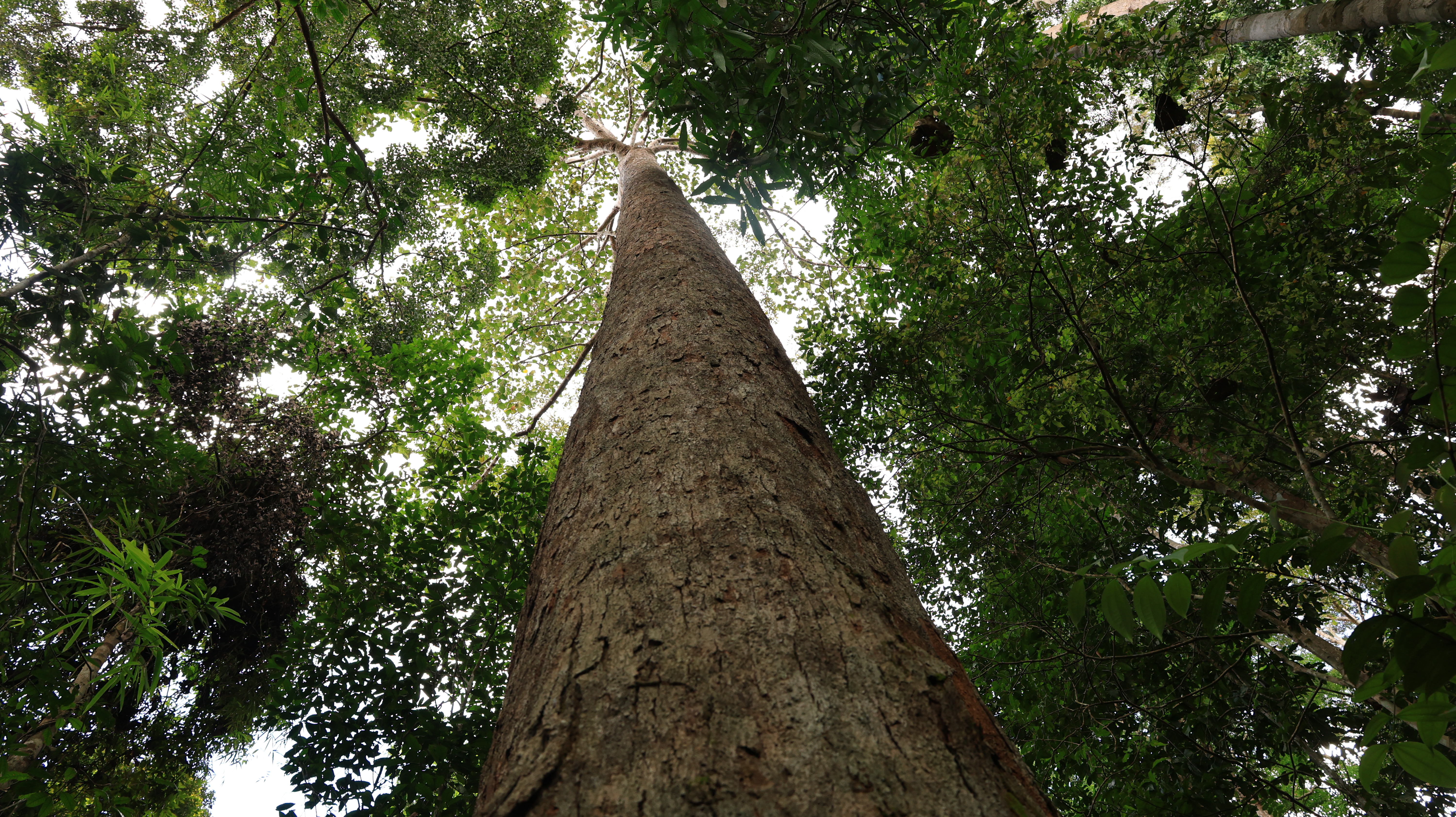 Scenic Forest View - A lush green forest with a clear path