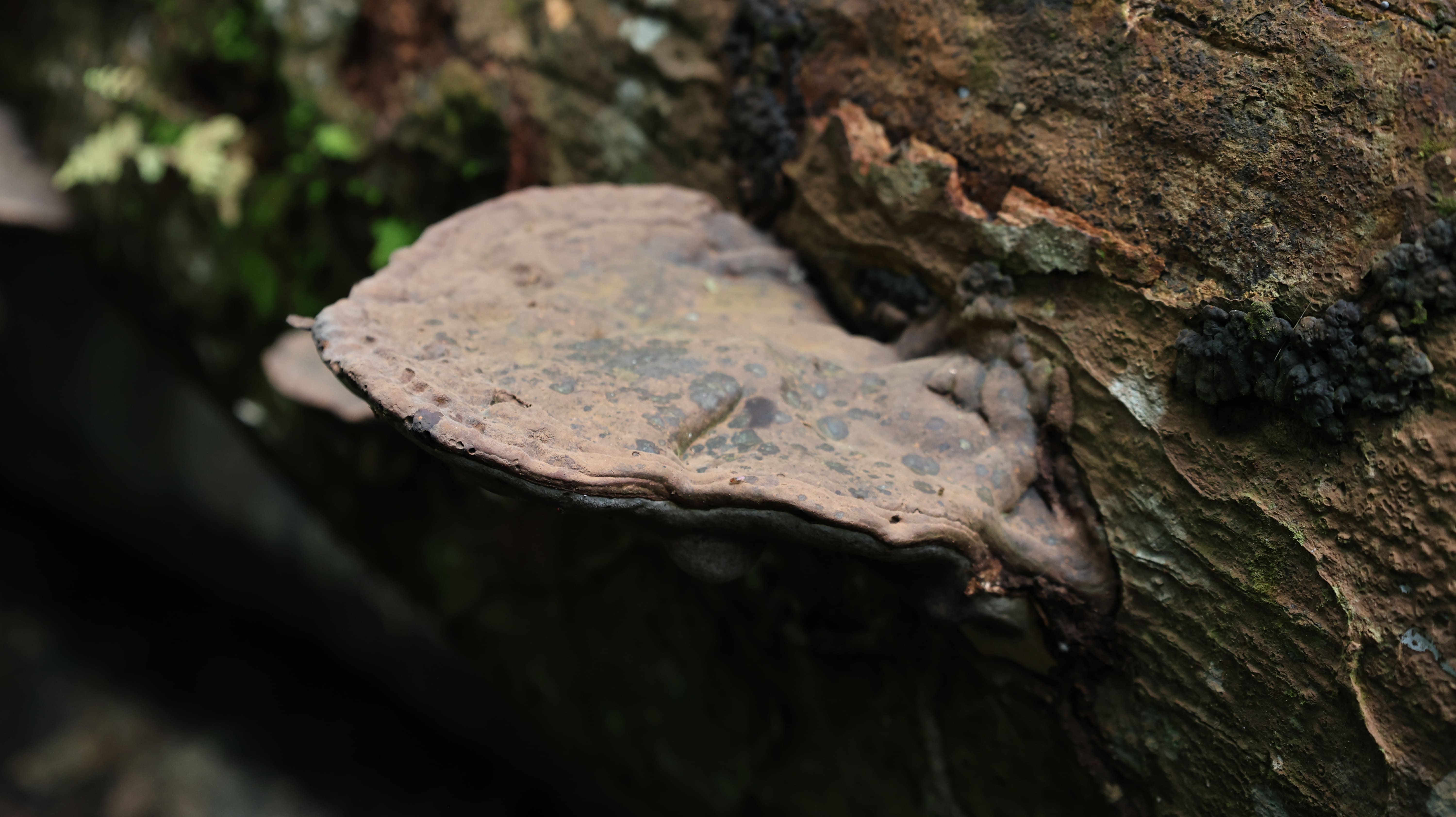 Jungle Run Track Photo 1