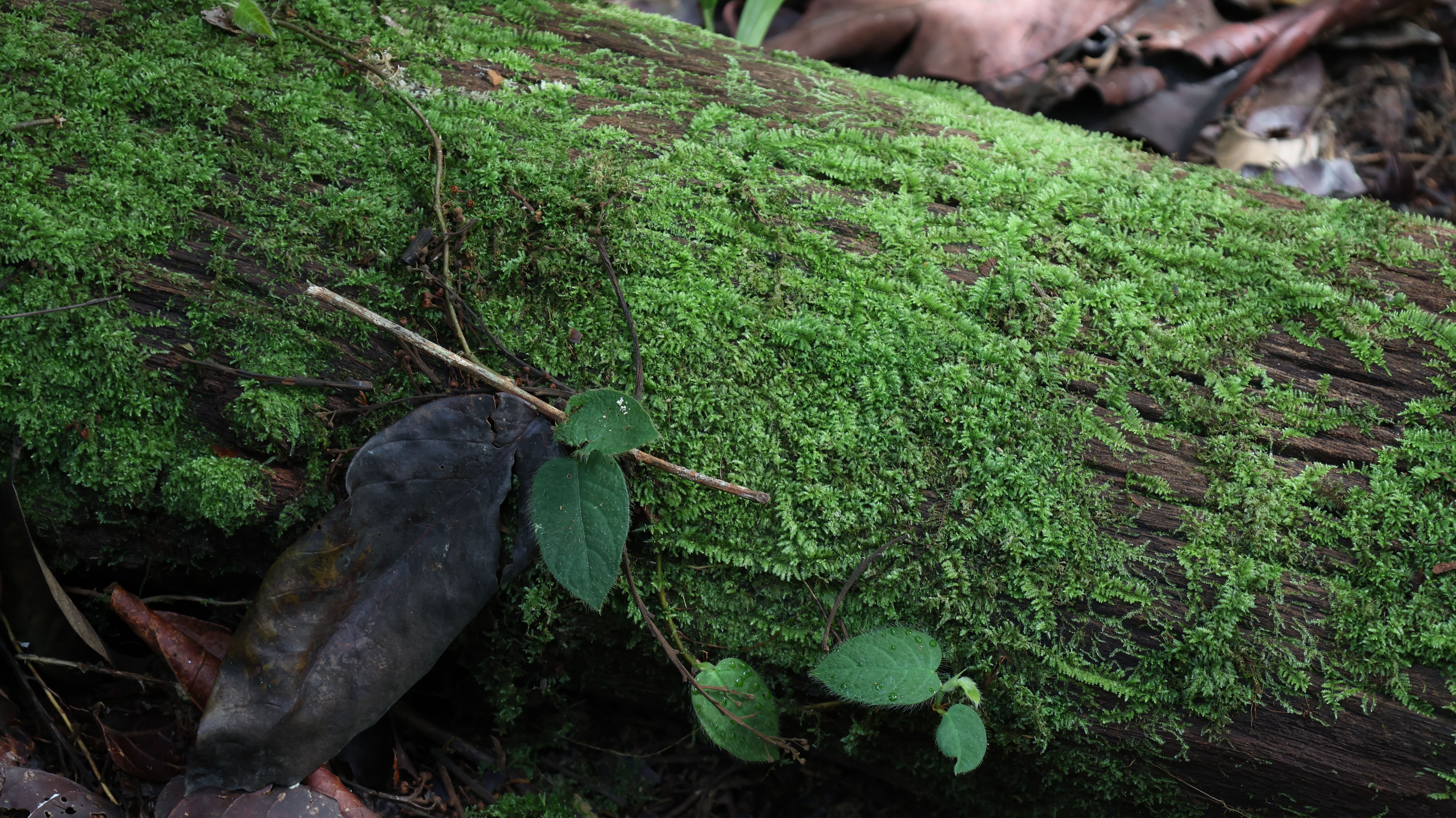 Jungle Run Track Photo 2