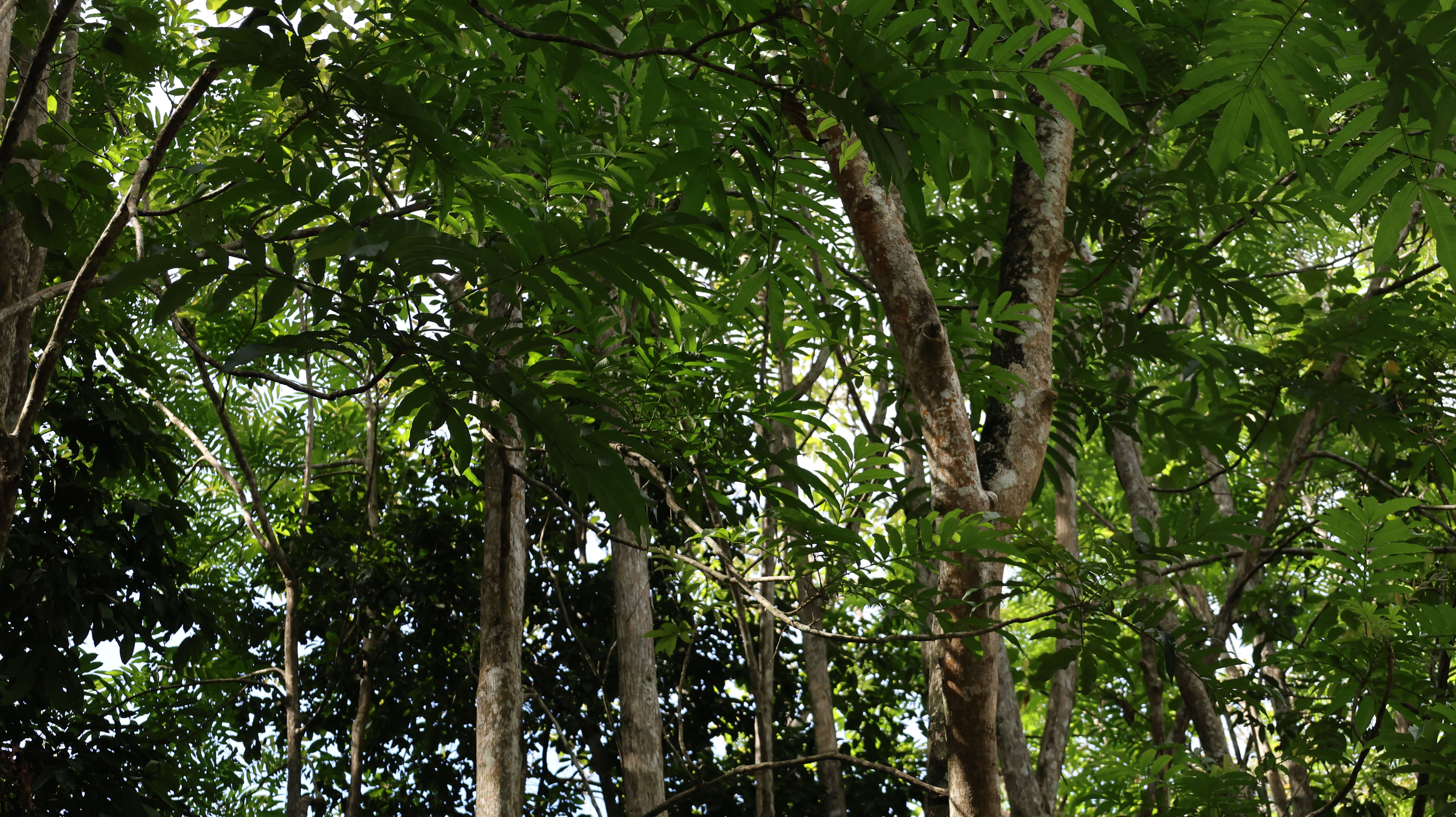 Jungle Run Track Photo 3