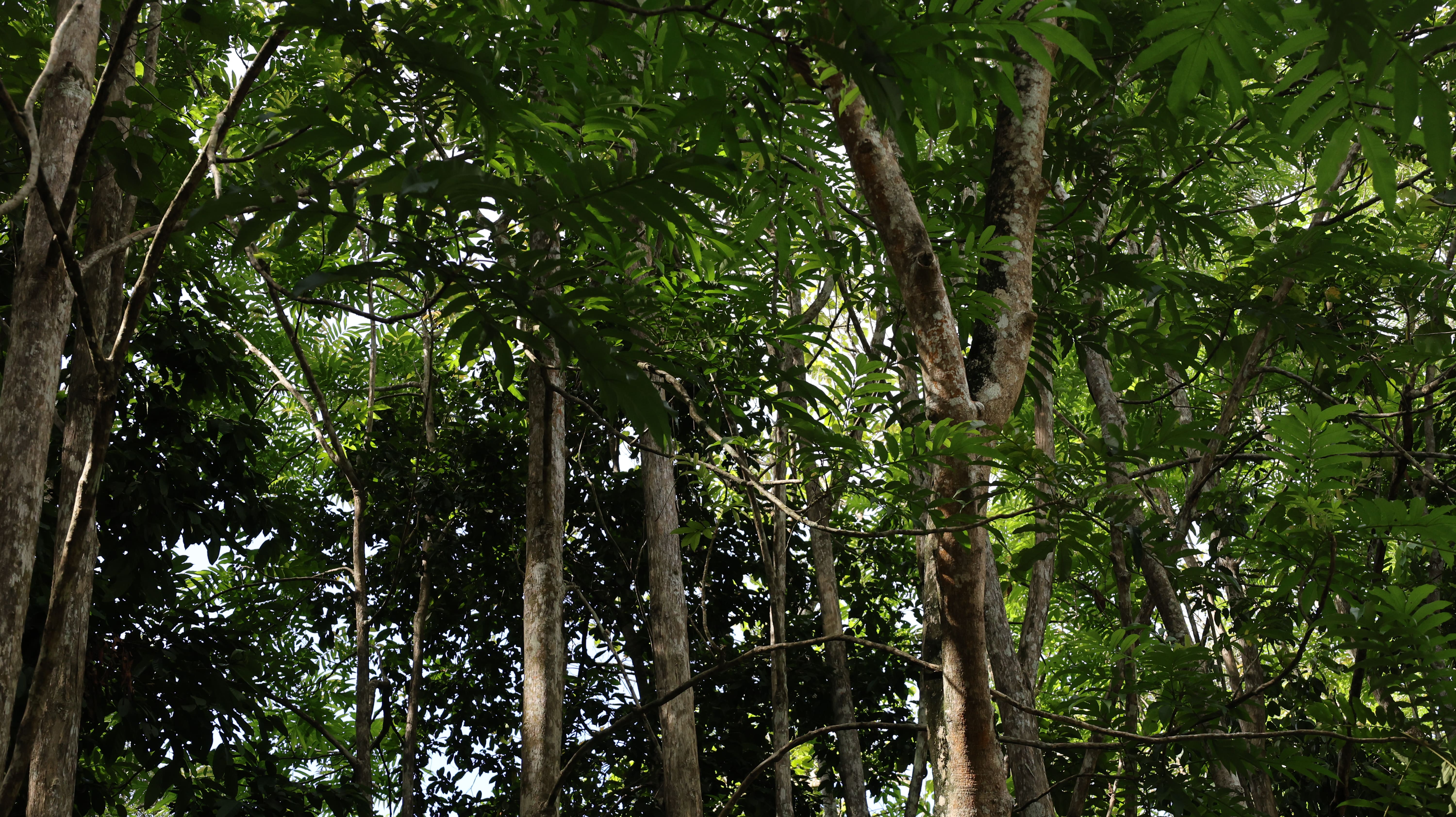 Jungle Run Track Photo 1