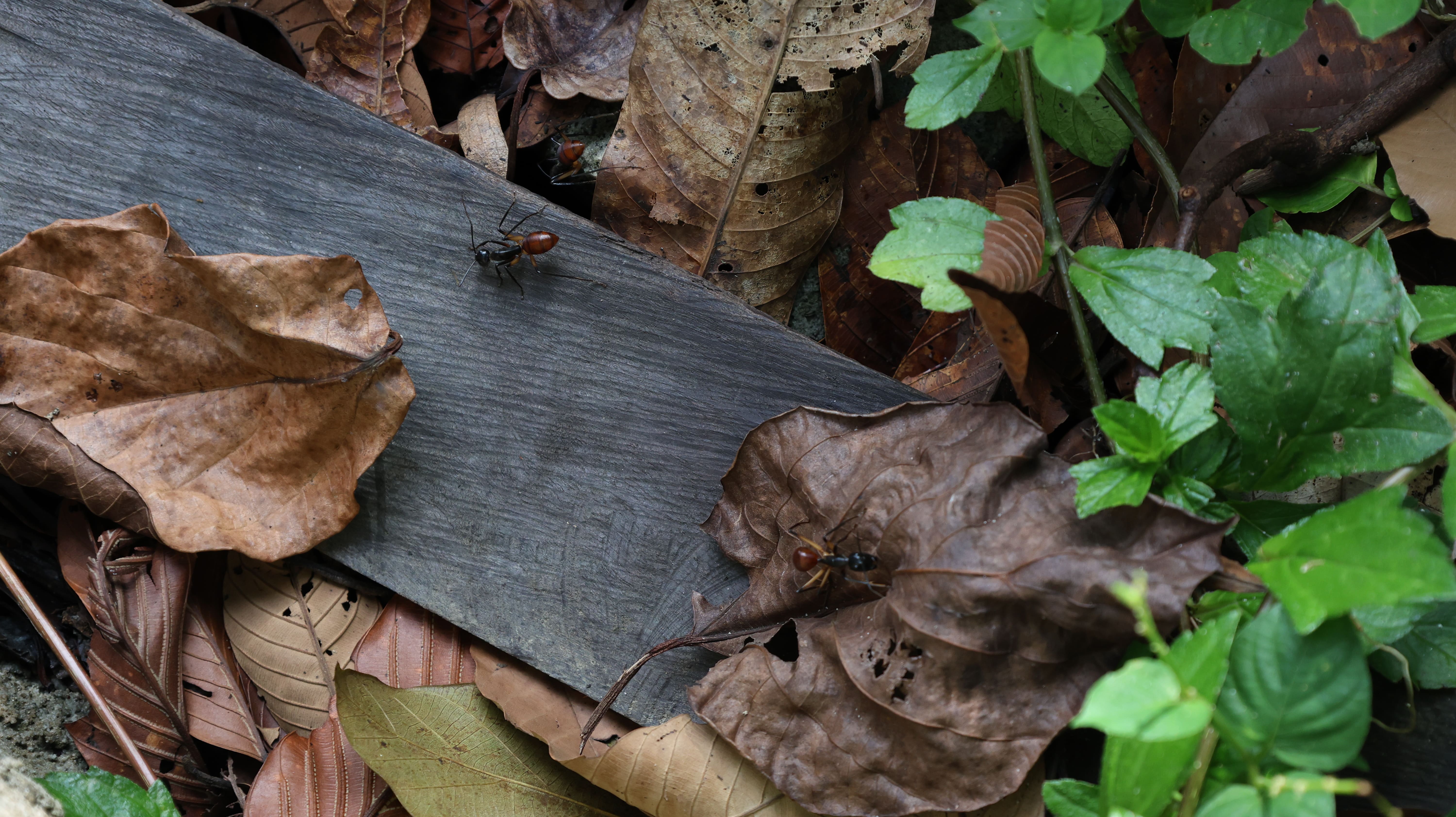 Jungle Run Track Photo 2