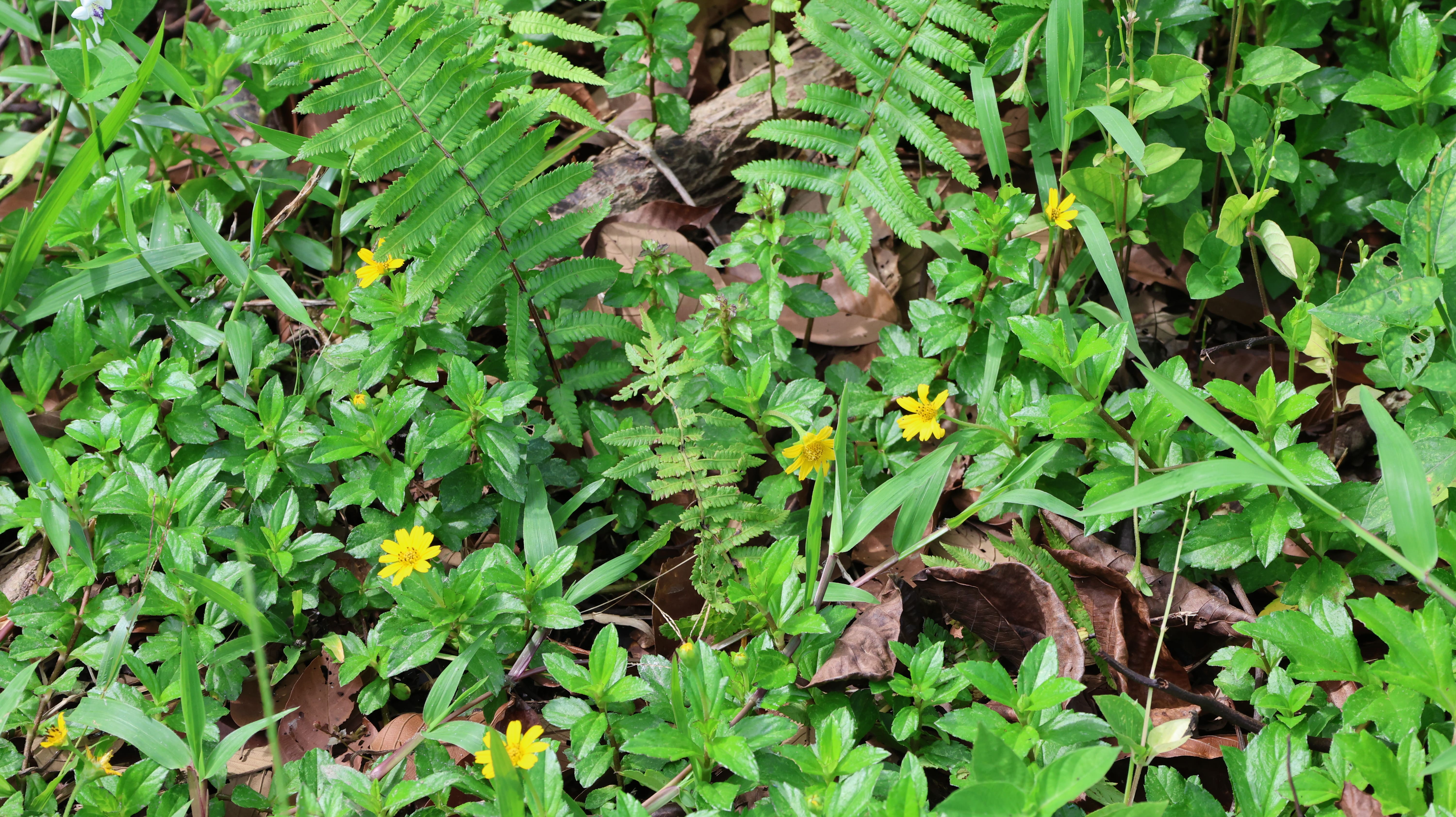 Jungle Run Track Photo 3