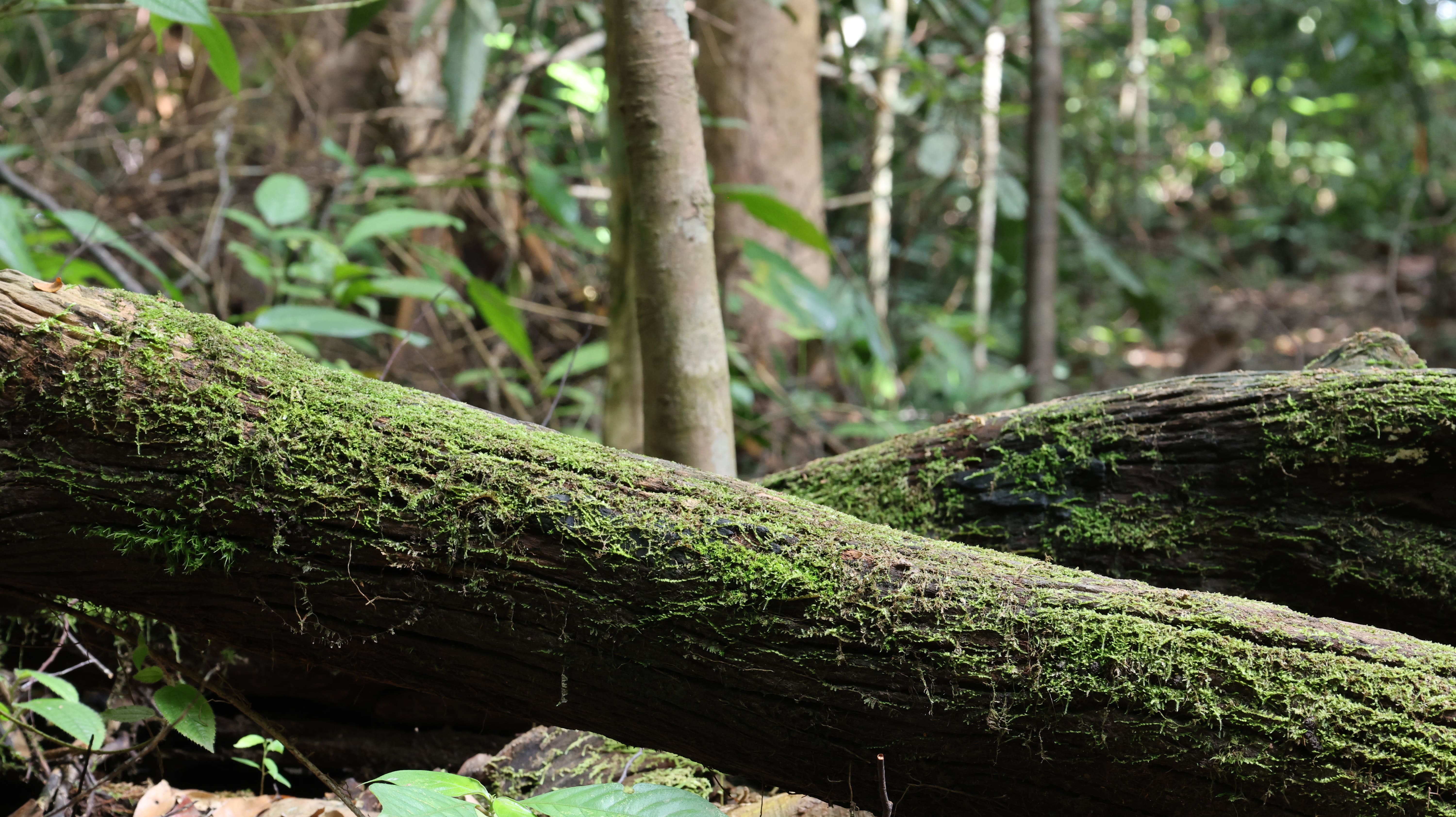 Jungle Run Track Photo 3